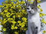 Kitten in garden