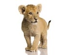 Lion cub