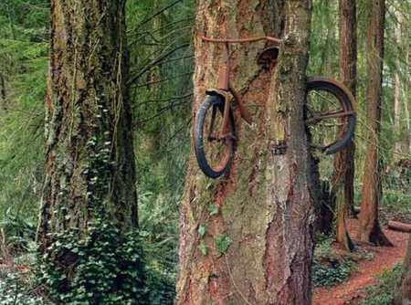 Tree bike - bike, nature, tree