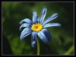 Blue Lonely flower