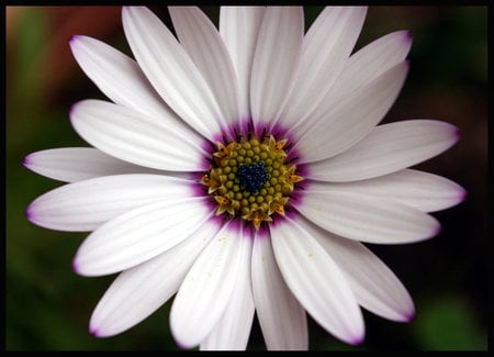 Amy The Flower - white, flower, pretty, amy, photography, nature, daisy