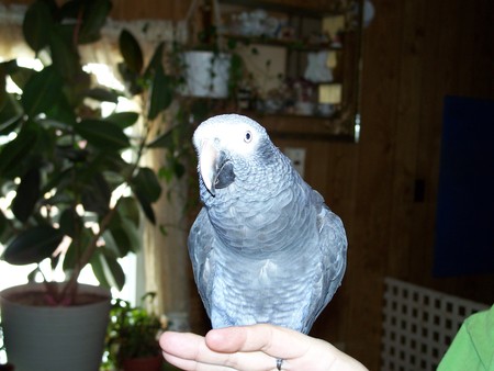 african gray timna - birds