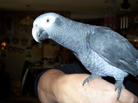 african gray timna - birds