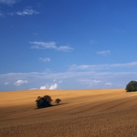 golden field blue sky