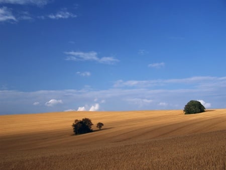 golden field blue sky - sky