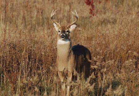 deer - trophy, wildlife, buck, deer