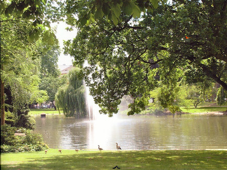 nature lake - nature, lake, trees