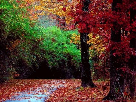 promenade - color, forests, trees, nature