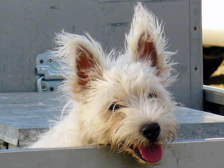 A Place To Be !!! - dog, westie, west highland terrier, west highland white terrier