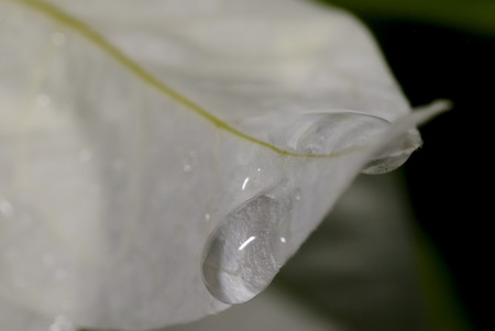 Big Drop - drop, white, flower, rose