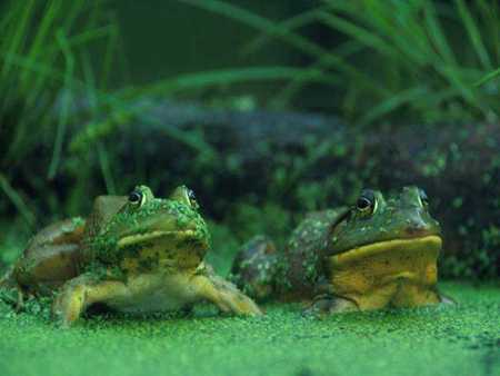 Two Frogs - moss, sit, frogs, green