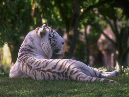 White Tiger - lying, forest, albino, reclined