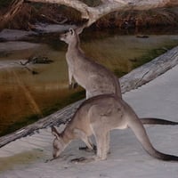 kangaroo