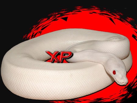 albino python - snake, animals, albino, technology, python, xp, reptiles