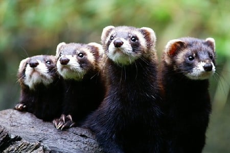 Polecat - Iltis - putorius, iltis, photography, polecat