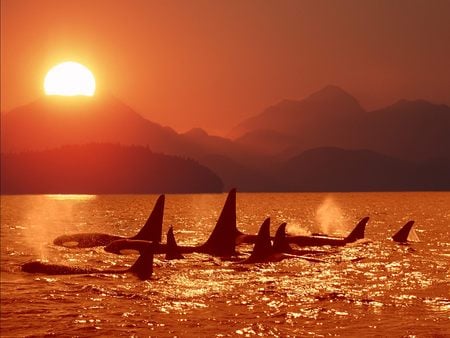 Let's Swim !!! - whale mammal, sea, sun