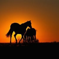 Horse At Sunset !!!