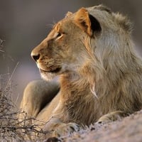 African Lion Kruger National Park South Africa