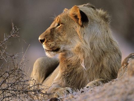 African Lion Kruger National Park South Africa