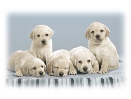 Cute Puppies - puppies