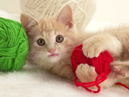 Playful Kitten