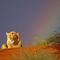 Young Lion Resting in the Kalahari Red Sand Dunes Intu Africa Reserve Namibia Africa