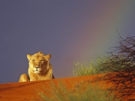 Young Lion Resting in the Kalahari Red Sand Dunes Intu Africa Reserve Namibia Africa