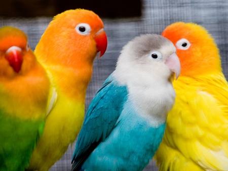 Love birds - animal, bird, parrot, sweet, love, colorful