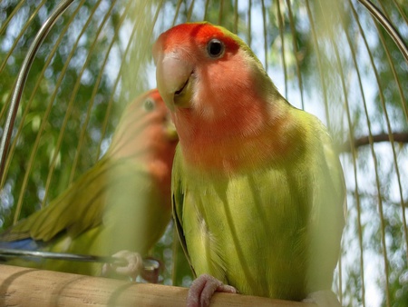 Parrots - animal, bird, parrot, love, nature