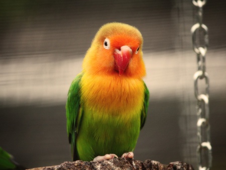 Lovely parrot - animal, bird, parrot, colorful