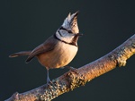 Crested bird