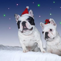 Cute christmas dogs