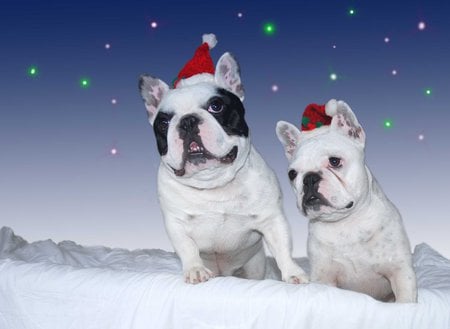 Cute christmas dogs - hat, christmas, santa, animal, holiday, dog, puppy