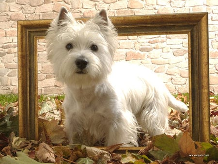 Westie - white, animal, sweet, puppy, westie, dog