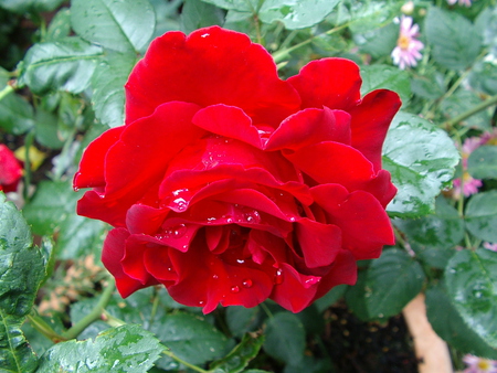 Raindrops on Roses - red, flower, rose, pretty, happy, beautiful, spring, romance, raindrops, hommage, garden, bright, valentine