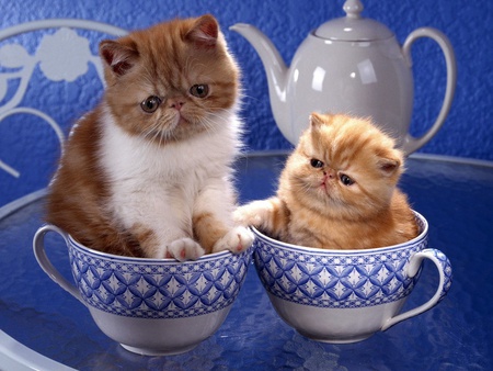 We are here - animal, kitten, tableware, cat, sweet