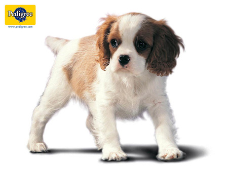 King Charles Spaniel - king charles spaniel, dog, puppy, animal