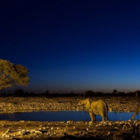 Elephant and giraffe