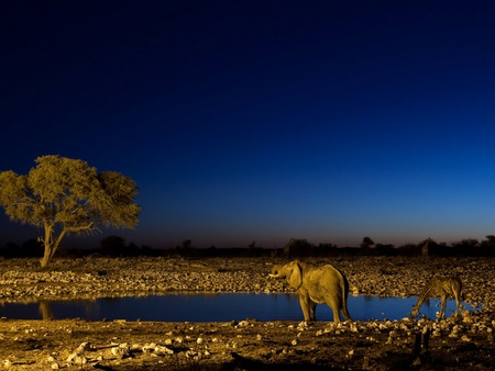 Elephant and giraffe - wildlife, elephant, jungle, animal, giraffe