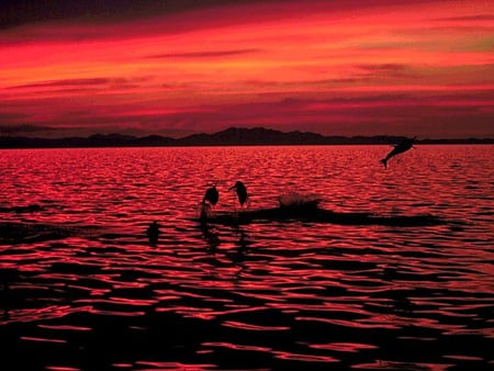 Beach-Scean-21 - dolphins, ocean, sunset, sea