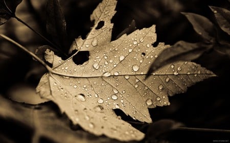 autumn tears - sadness, drop, autumn, tear, leaf, dark