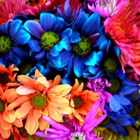 COLORFUL FLOWERS