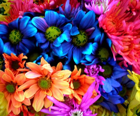 COLORFUL FLOWERS - Flowers & Nature Background Wallpapers on Desktop ...