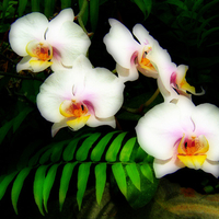 Orchids