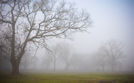 morning's breathe - glass, tree, fog, morning