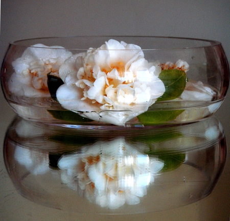 Perfect reflection - abstract, camelia, photography, reflection, joy, flowers, white, stii life, glass