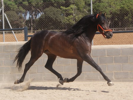 Bay Andalusian - horses, andalusian, spanish, bay