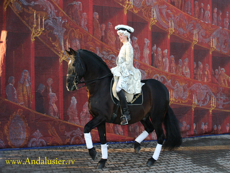 Andalusian Performance - horses, spanish, andalusian, black, dressage