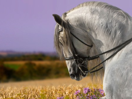 Spring field - horses, spanish, grey, andalusian, field, spring