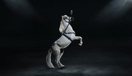 Balance - horses, glass, arabian, grey